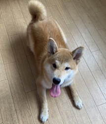 (だいまる　柴犬　男の子).jpg