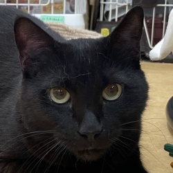 (ウェイブ 雑種猫 男の子).jpg