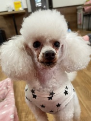 (DAIGO トイプードル 男の子).jpg