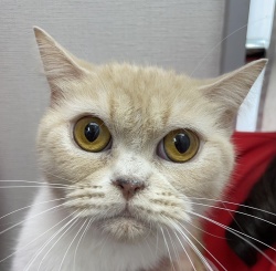 (ジネット スコティッシュフォールド 女の子).JPG