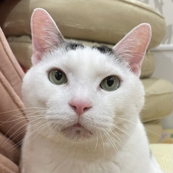 (ハムテル 雑種猫 男の子).jpg