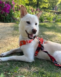 (がおしん 雑種犬 男の子).jpg