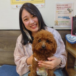(瑠璃（るり）　トイプードル).JPG