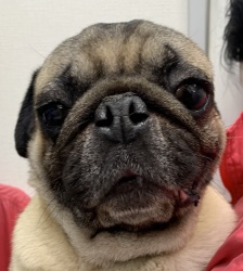 (フルムーン パグ 男の子).JPG