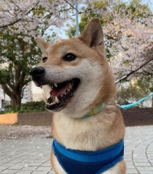 (ラッセン 柴犬 女の子).JPG