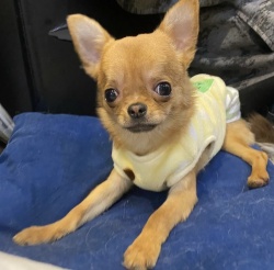 (トンプソン スムースチワワ 男の子).jpg