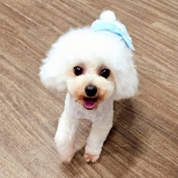 (ちぇい　トイプードル　男の子).jpg