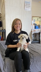 (ますこ ミックス犬(ペキニーズとトイプードル)).jpg