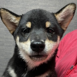 (ごうがしゃ 柴犬 男の子).JPG