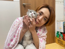 (ジョナゴン　スコティッシュフォールド).JPG