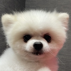(ぎんじろう ポメラニアン 男の子).JPG