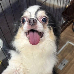 (あいむ　チワワ　男の子).jpg