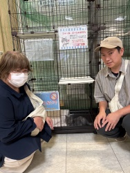 (ほろほろ　ブリティッシュショートヘアー).jpg