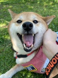 (ラッセン　柴犬　女の子).JPG