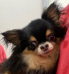 (バーニャ ロングコートチワワ 男の子).jpg