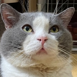 (どんじゃら ブリティッシュショートヘア 男の子).jpg