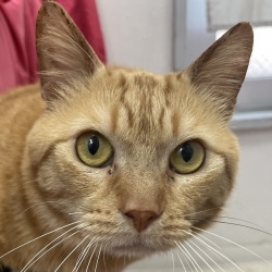 (こいのか マンチカン 男の子).JPG