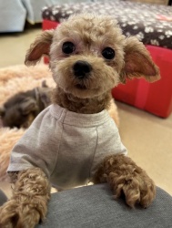 (ニコマル トイプードル 男の子).jpg