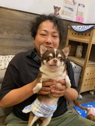 (ほいさ　スムースチワワ).JPG