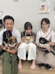 (グリュー　チワワとダックス).JPG