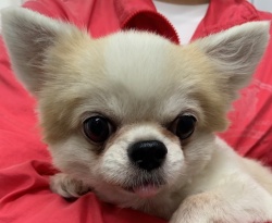 (あかつき ロングコートチワワ 男の子).jpg