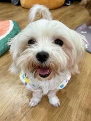 (シュトラ マルチーズ 女の子).JPG