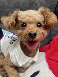 (ノクス トイプードル 男の子).jpg