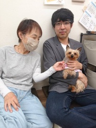 (ピノグリ　ヨークシャーテリア).JPG