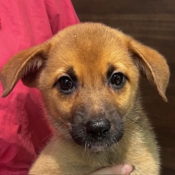 (ウインク　雑種犬　女の子).JPG