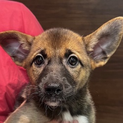 (メロロン　雑種犬　女の子).JPG
