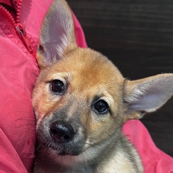 (プリルン　雑種犬　女の子).JPG