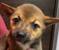 (はなみち　雑種犬　男の子).jpg