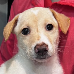 (きみうた　雑種犬　男の子).JPG