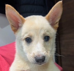 (グリッター　雑種犬　男の子).jpg