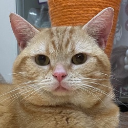 (ゆうべに　アメリカンショートヘア　男の子).jpg