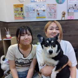 (ラビーウ　ウェルシュコーギーペンブローク).JPG