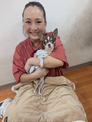 (フルーリー　スムースチワワ).JPG