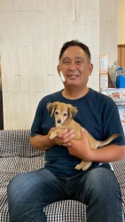 (しいたけ ミックス犬(チワワとミニチュアダックスフンド)).jpg