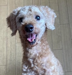 (イースト トイプードル 男の子).jpg