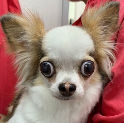 (ポンテ ロングコートチワワ 女の子).jpg