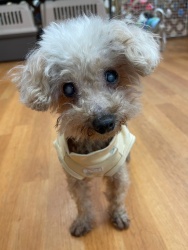 (めいげつ トイプードル 男の子).jpg