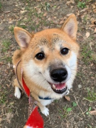 (はなやか 柴犬 女の子).jpg