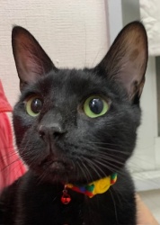 (はなまる 雑種猫 男の子).jpg