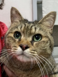 (マッチョ 雑種猫 男の子).jpg