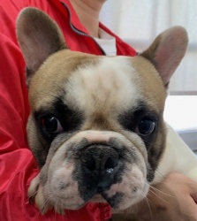 (ツヨオ　フレンチブルドッグ　男の子).jpg