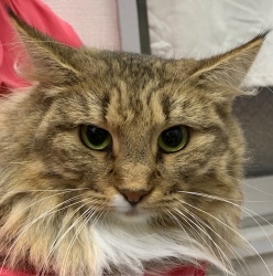 (サルーテ ノルウェージャンフォレストキャット 女の子).jpg