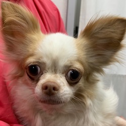 (ユニカ ロングコートチワワ 女の子).jpg