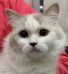 (フェット スコティッシュフォールド 女の子).jpg