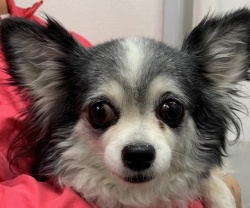 (イツモ ロングコートチワワ 女の子).jpg