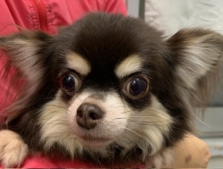 (ミテル ロングコートチワワ 女の子).jpg